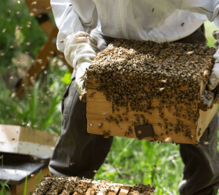 image for Beekeeping Business in Nigeria